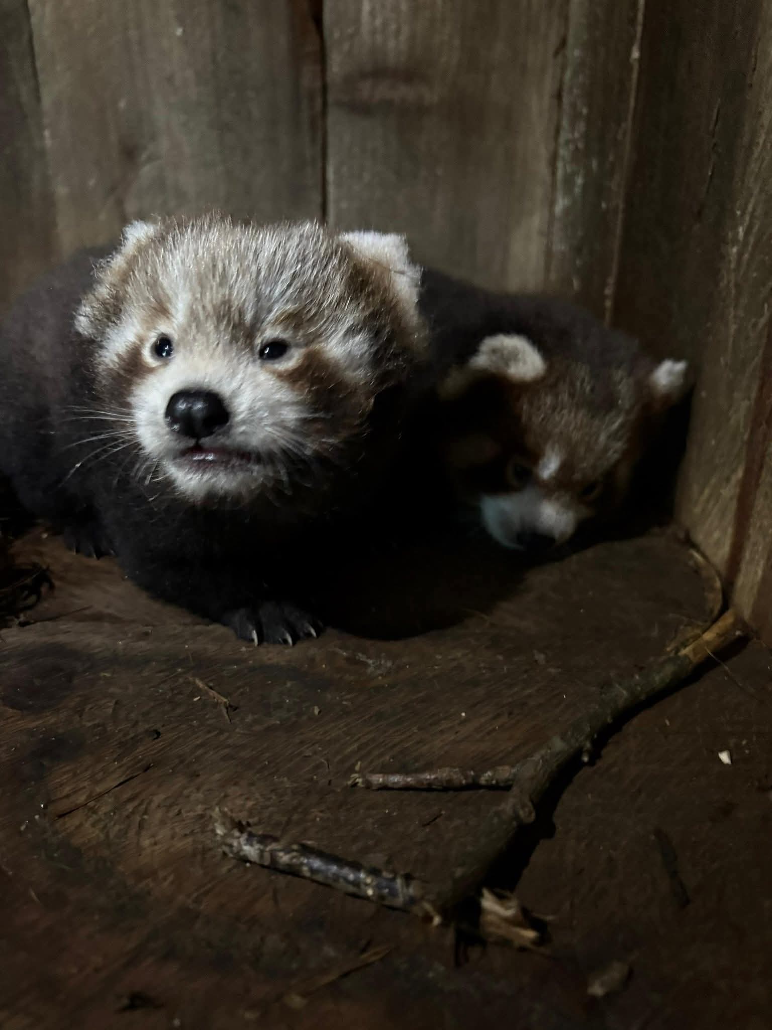 Red Panda is categorised as endangered in the IUCN Red List of Threatened Species.