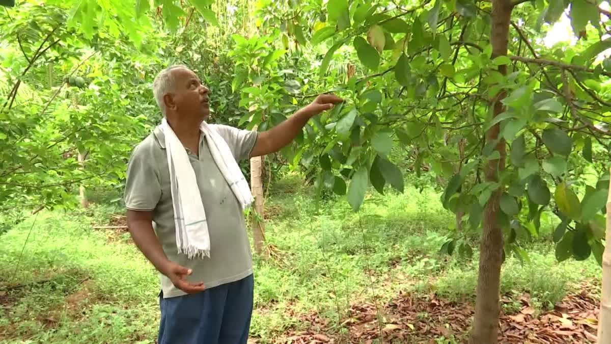 A farmer in Nalgonda has demonstrated that farming can be made sustainable through diversification. Yedulla Anji Reddy from Anneparthi in Nalgonda district has shown that all one needs to do is to go beyond conventional crops. By combining fruit orchards, vegetables, flowers and livestock with natural farming practices, he has transformed his farmland into a thriving ‘food forest’.