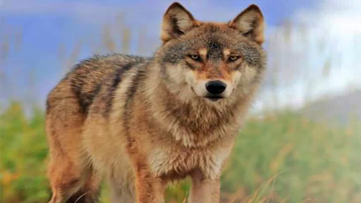 भेड़िये आदमखोर क्यों बन रहे हैं? खाने के कमी या कुछ और है वजह, जानें - Why  do wolves become man eaters
