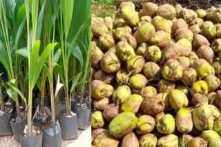 KERALA COCONUT ECONOMY  KUTTIADY COCONUT  KERALA COCONUT GI TAG  KERALA COCONUT FARMING