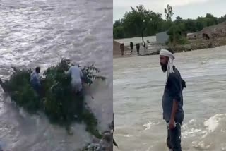 टापू पर फंसे गौवंश की समाजसेवी ने की मदद