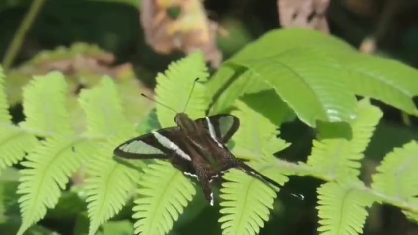 butterfly month at Dihing Patkai