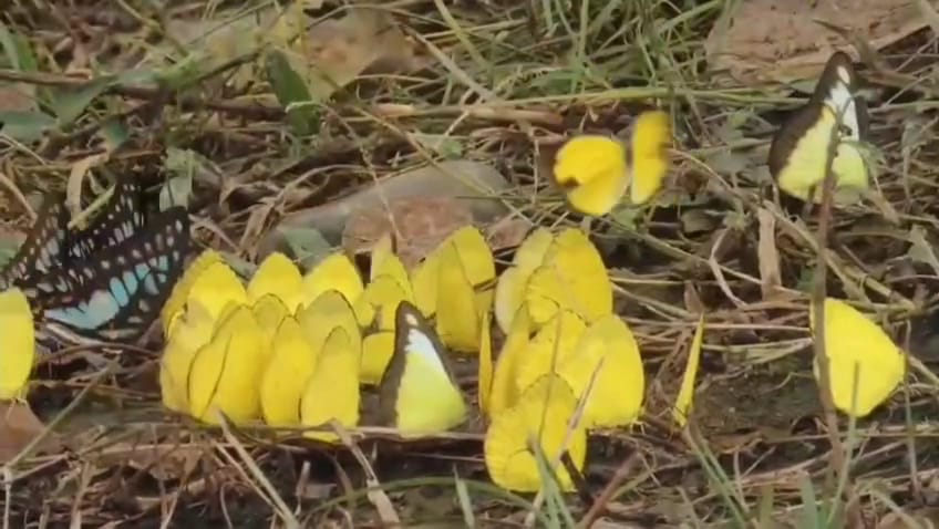 butterfly month at Dihing Patkai