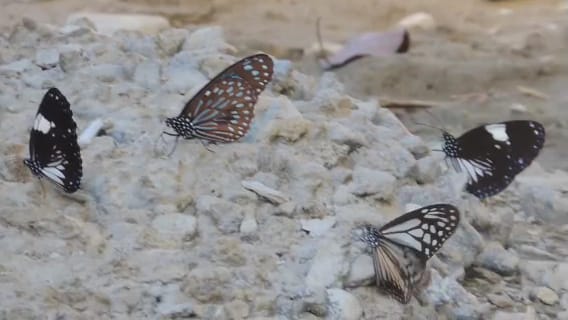 butterfly month at Dihing Patkai
