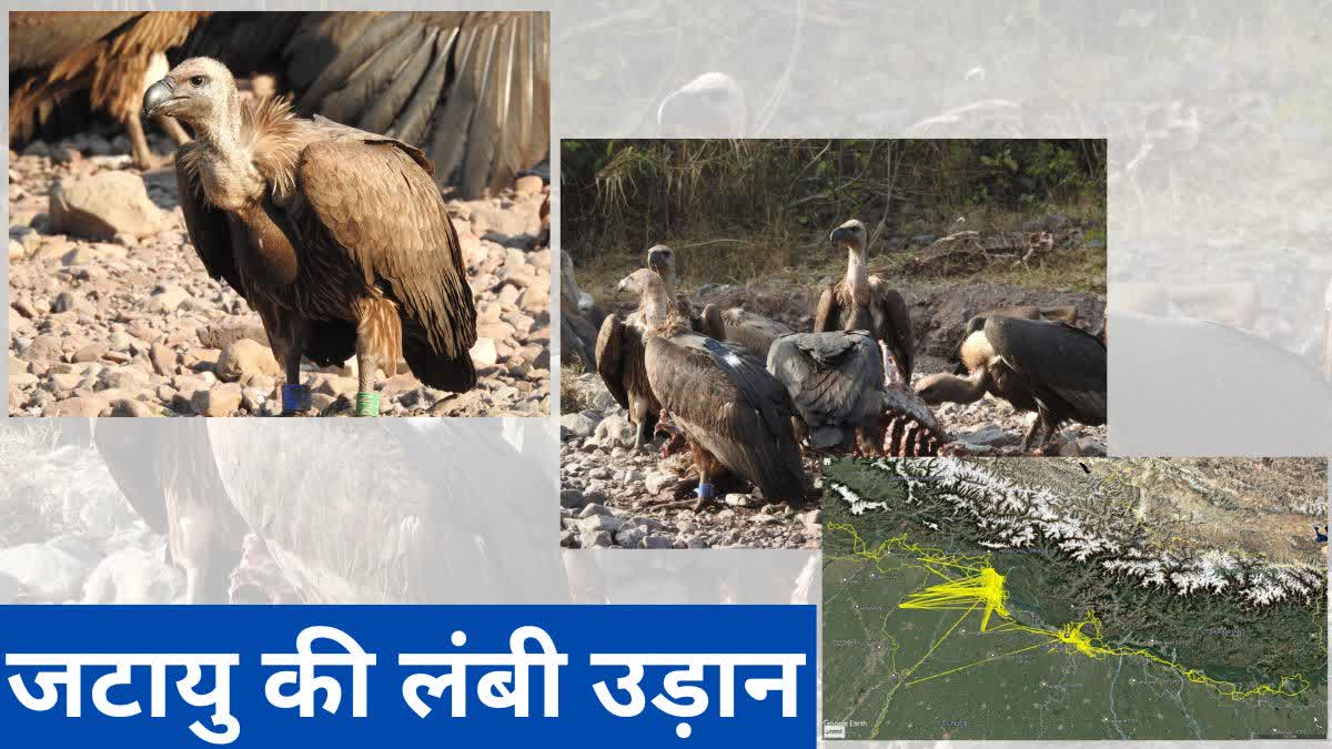 HARYANA VULTURE CONSERVATION