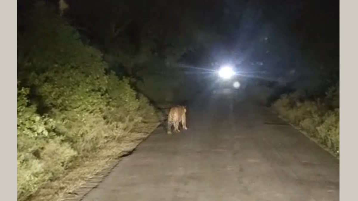 Tiger strolling on the road