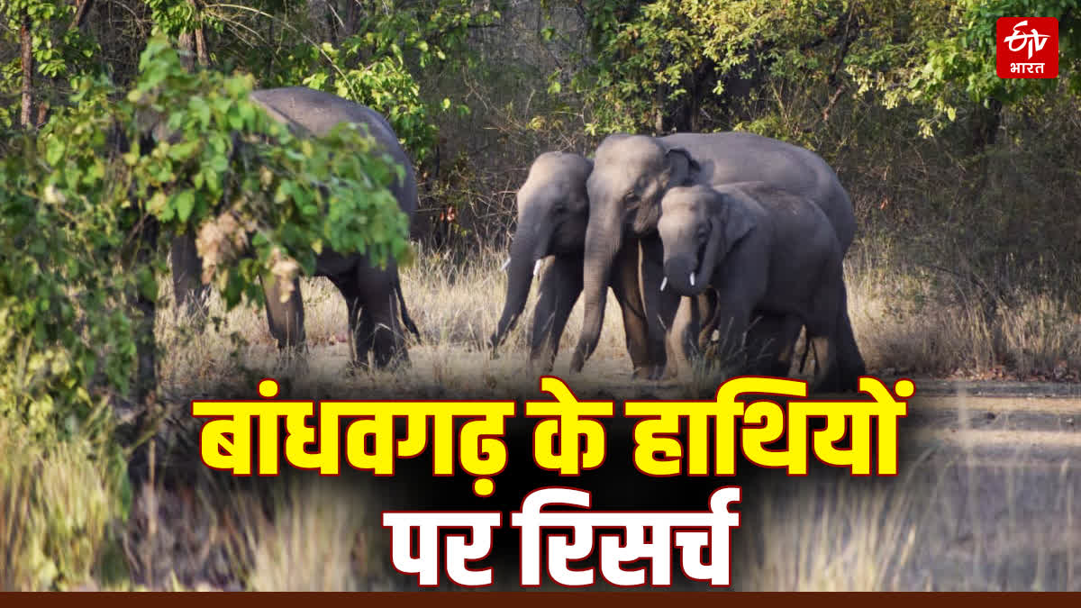 ELEPHANT RESEARCH BANDHAVGARH