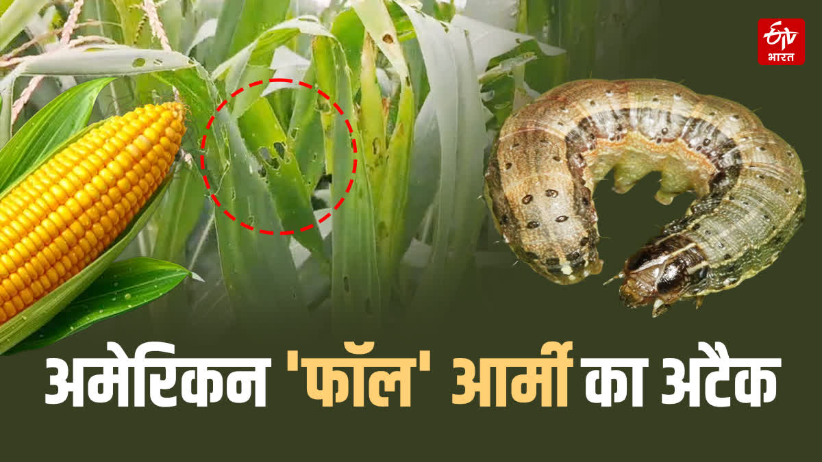 AMERICAN FALL ARMYWORM