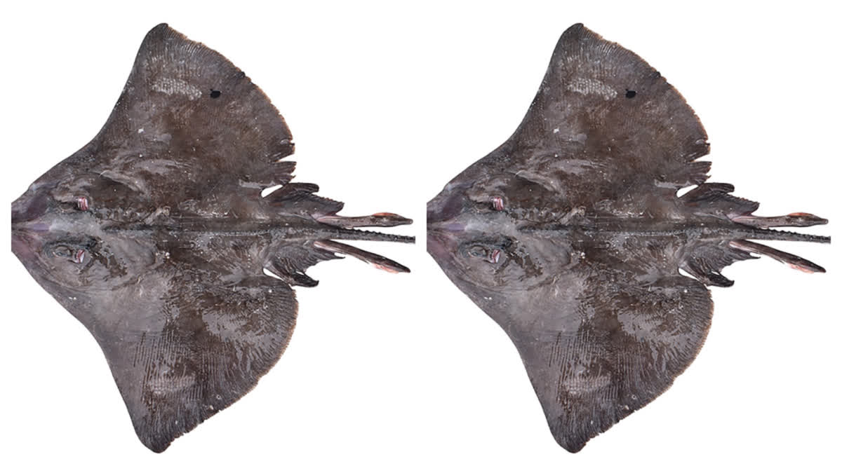 Scientists discover new sea creature