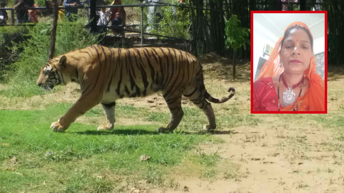 The tiger that attacked