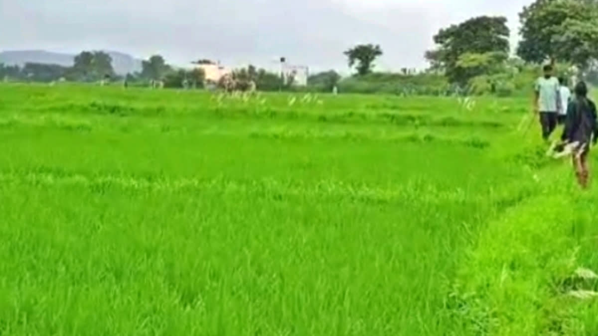 Kharif crop coverage