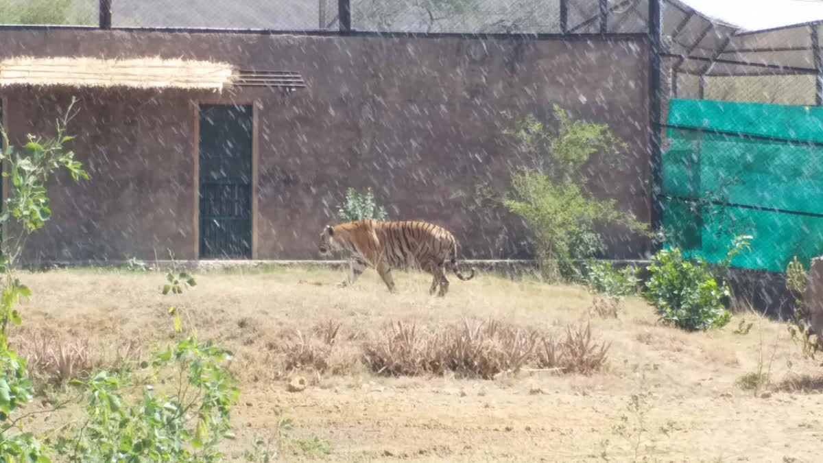 Tiger Escapes From Enclosure At Nahargarh Park In Jaipur