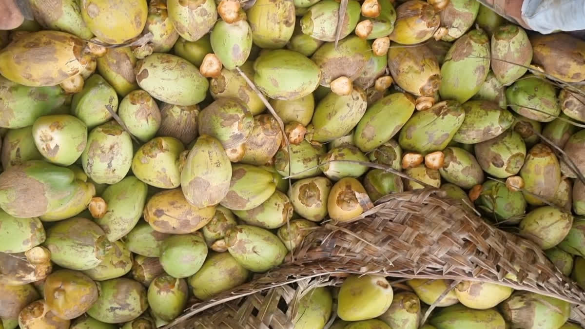 world coconut day benefit coconut water businessman doctor advice
