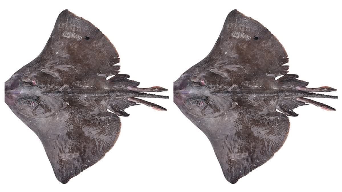 Scientists discover new sea creature