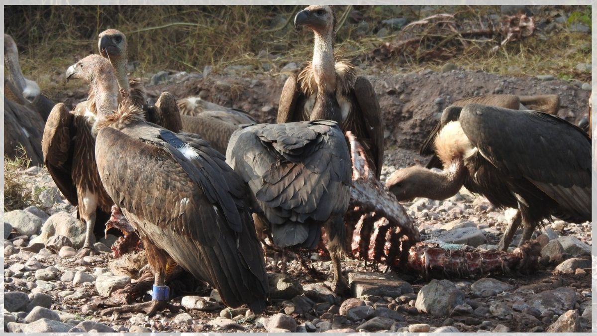 HARYANA VULTURE CONSERVATION