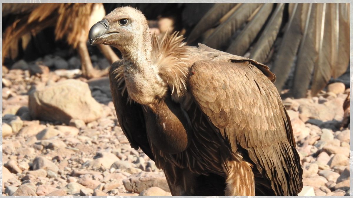 HARYANA VULTURE CONSERVATION