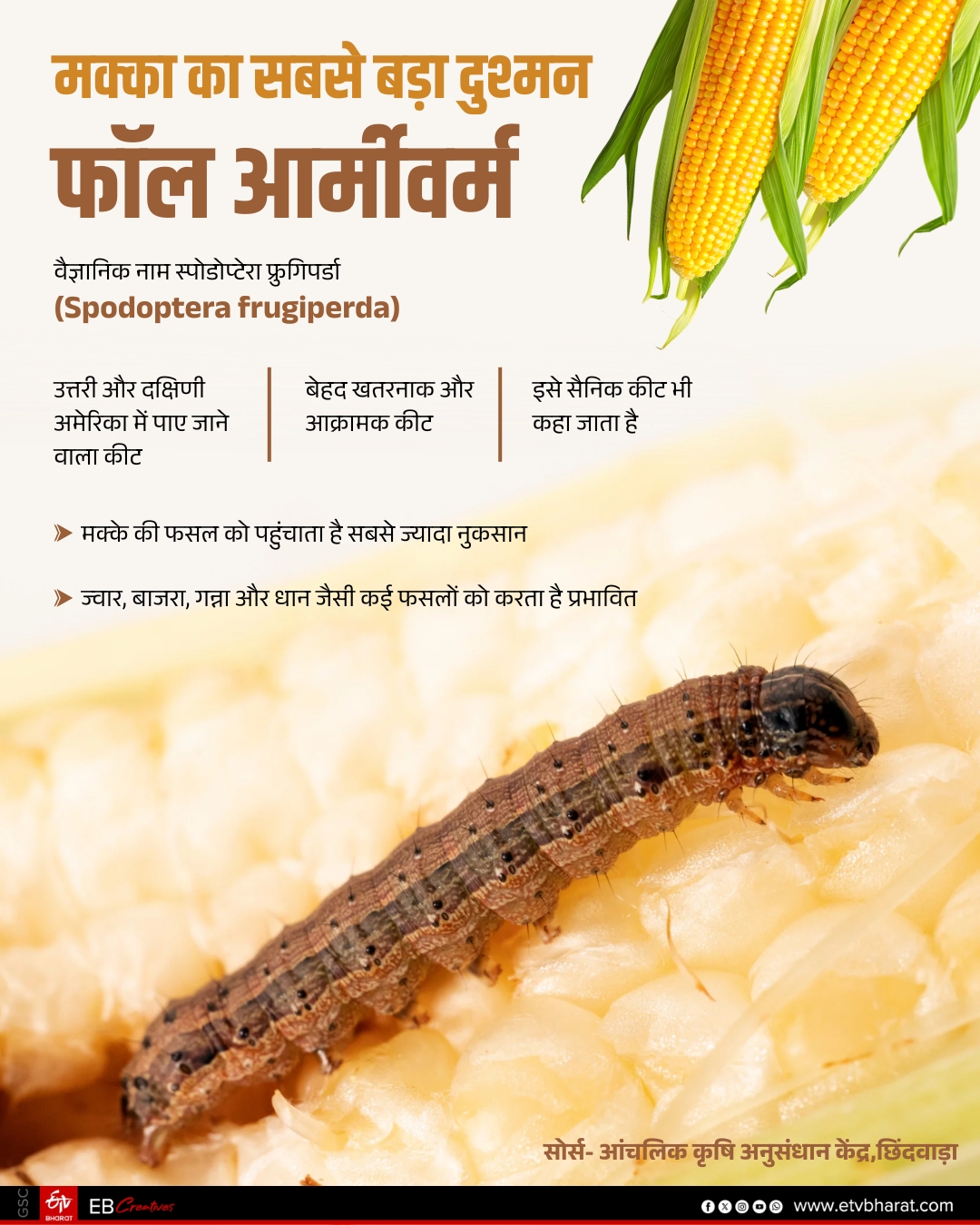 CHHINDWARA MAIZE CROPS