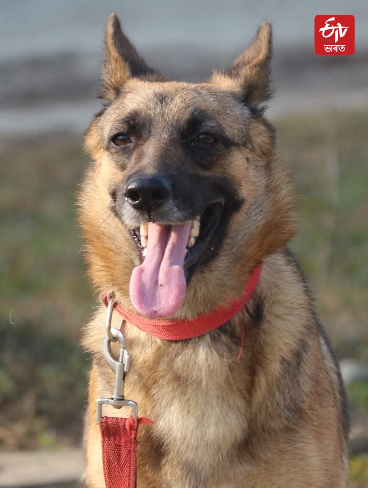 After Kurami Forest department conduct training of K9 Sniffer Prihtivi in Biswanath
