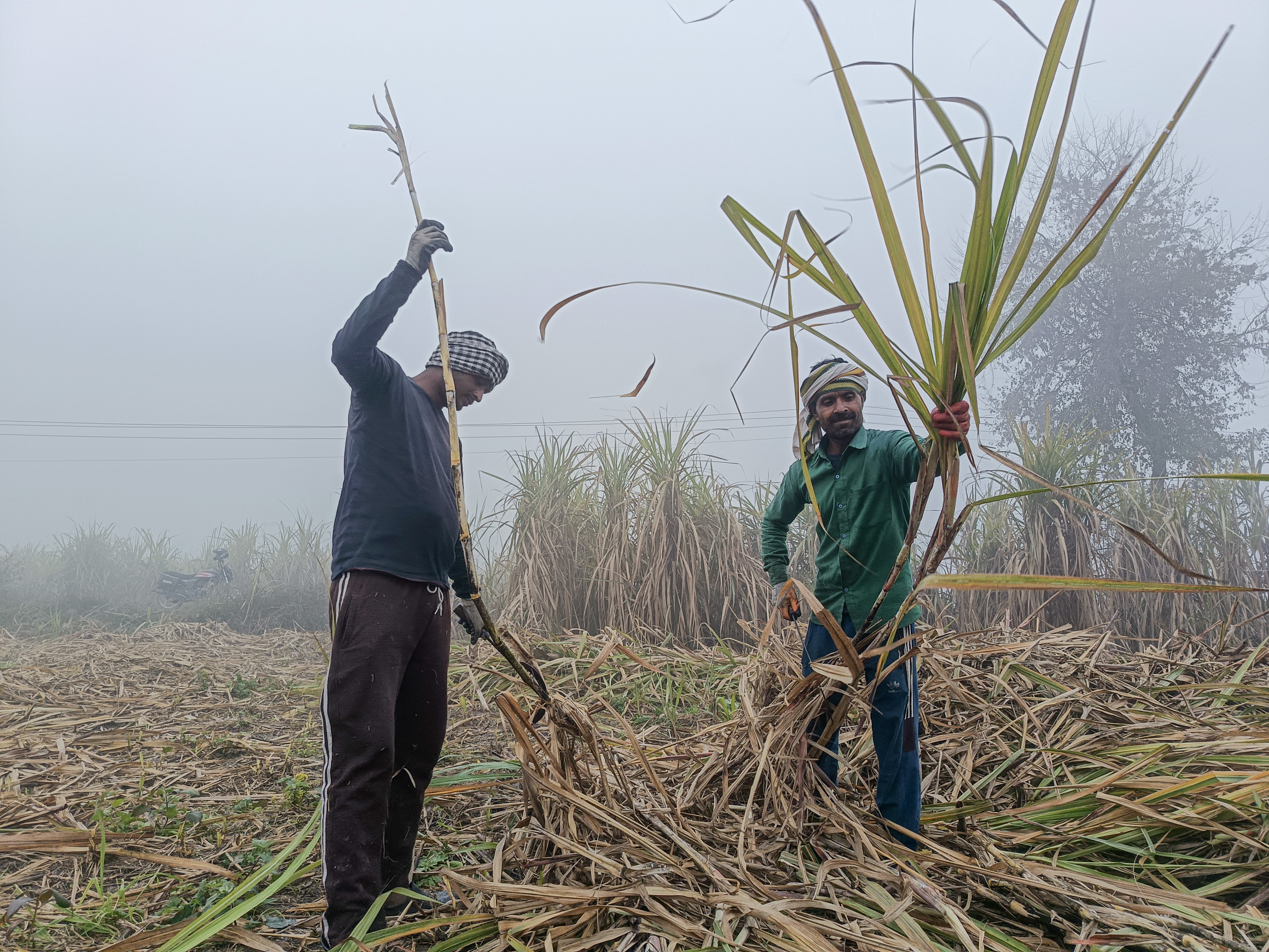 கரும்பை வெட்டும் விவசாயிகள்