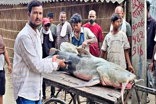 CATFISH FOUND