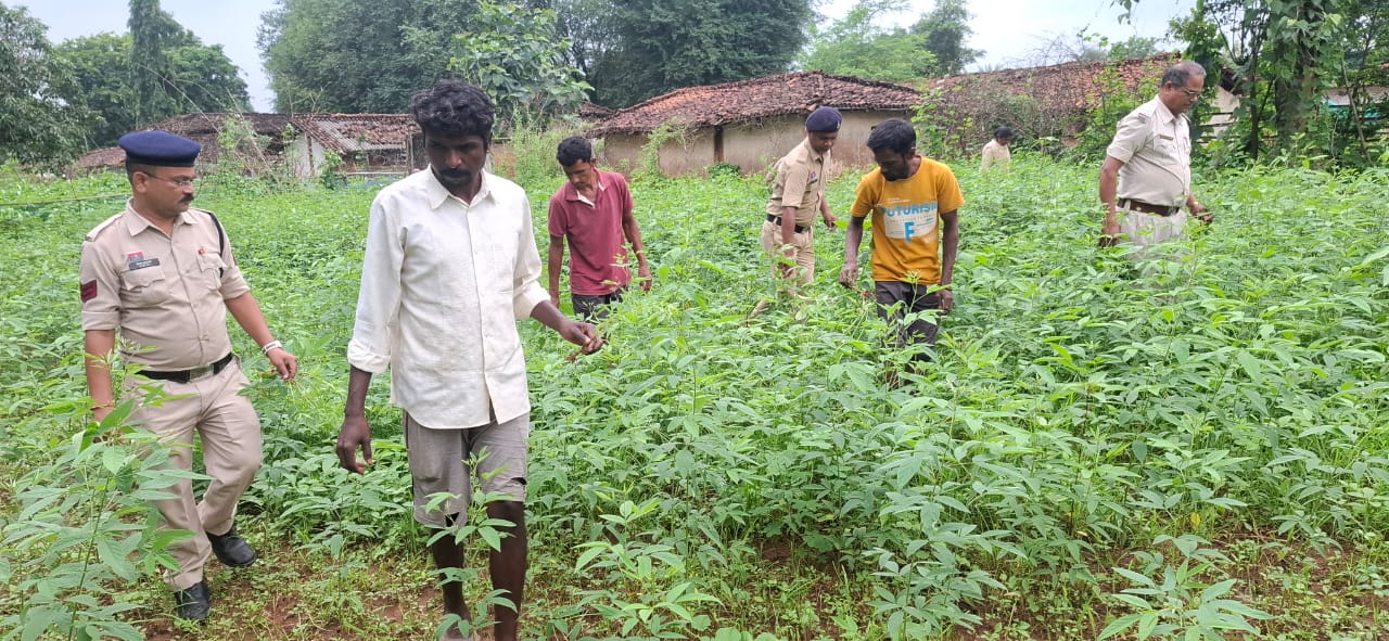 Kanker police raid on cannabis field