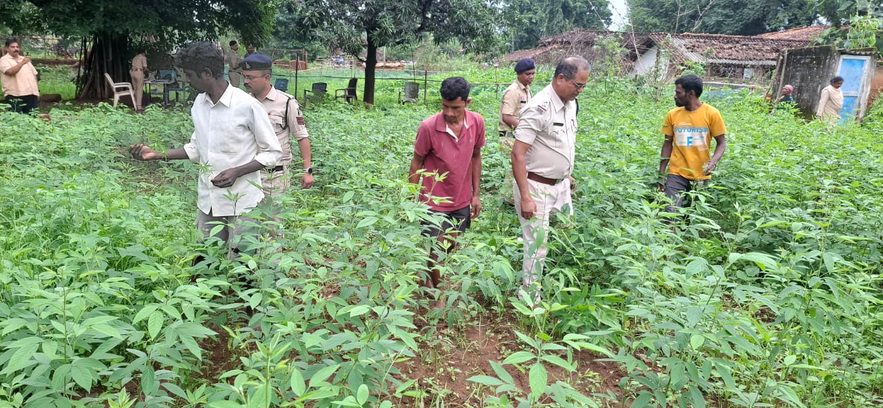 Cannabis Cultivation in Kanker