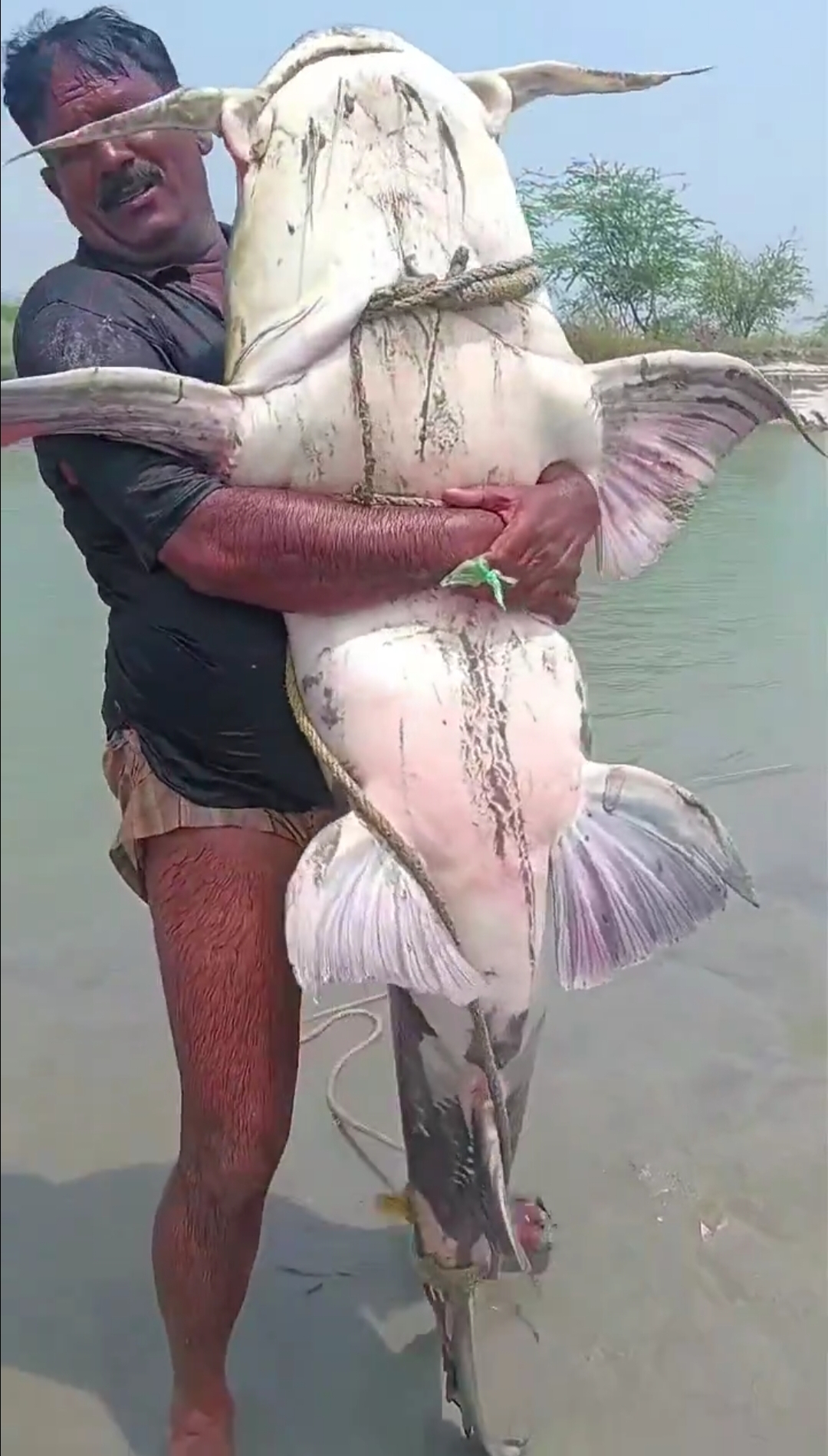 Big-size fish that have arrived in the Gandak river in Bihar after the devastating Nepal floods