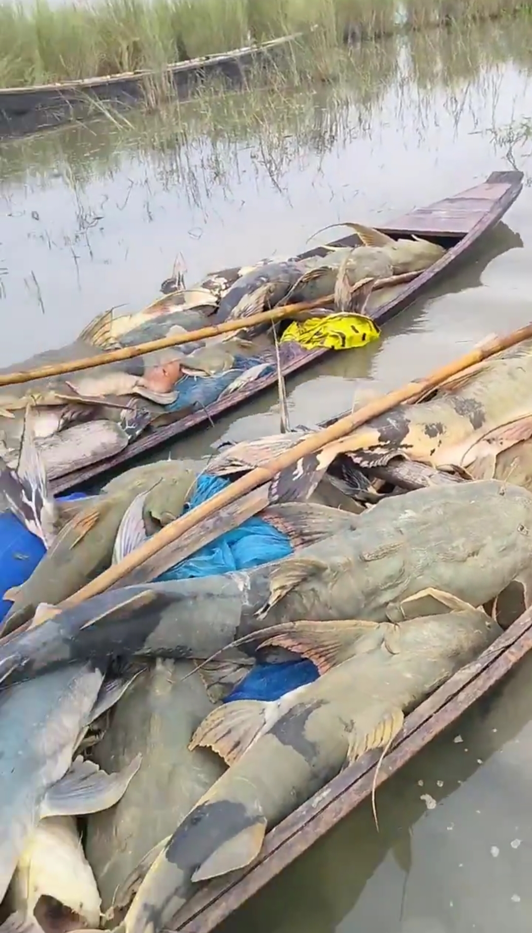 Big-size fish that have arrived in the Gandak river in Bihar after the devastating Nepal floods