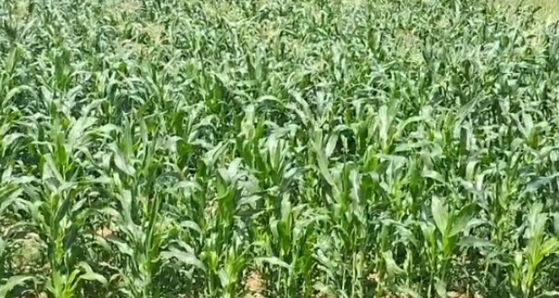 Kharif crop coverage