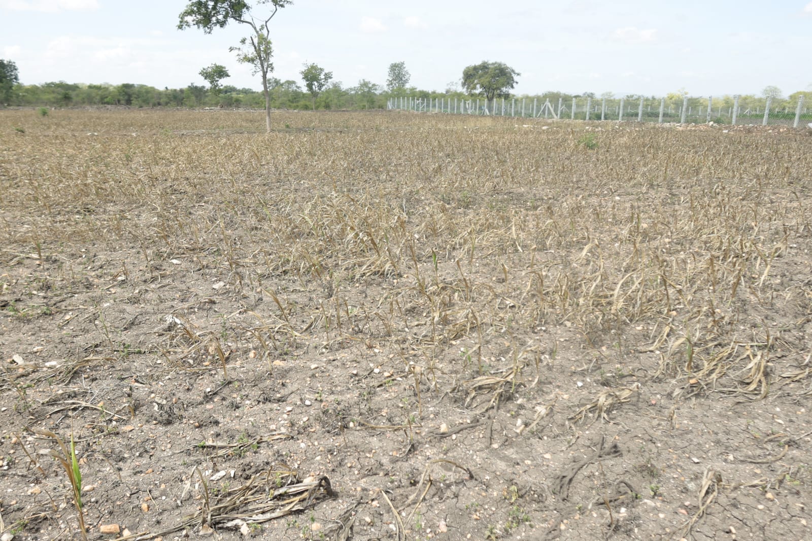 DCM Parameshwara instructs to handle drought situation appropriately