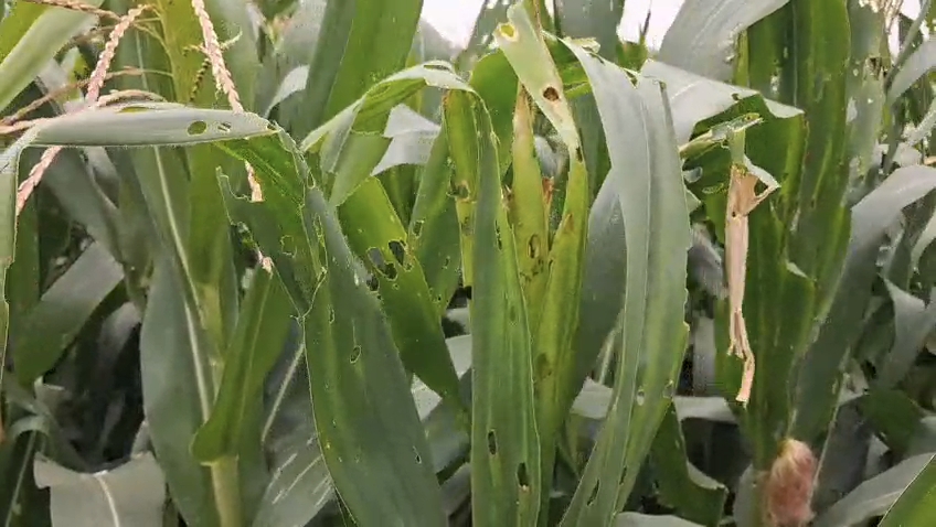 CHHINDWARA MAIZE CROPS