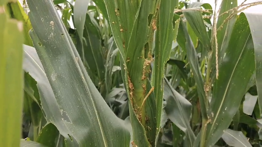 CATERPILLAR MAIZE CROPS