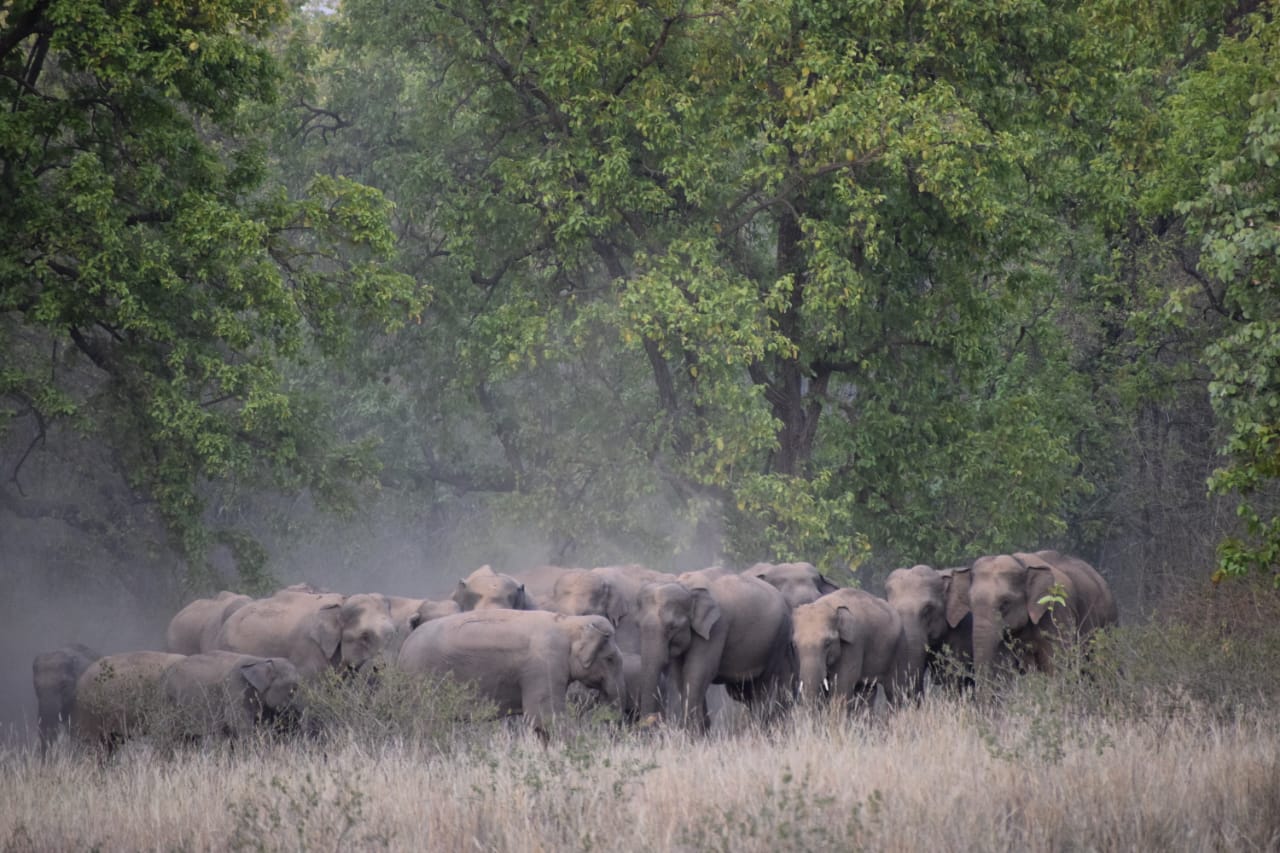 Umaria bandhavgarh tiger reserve elephant