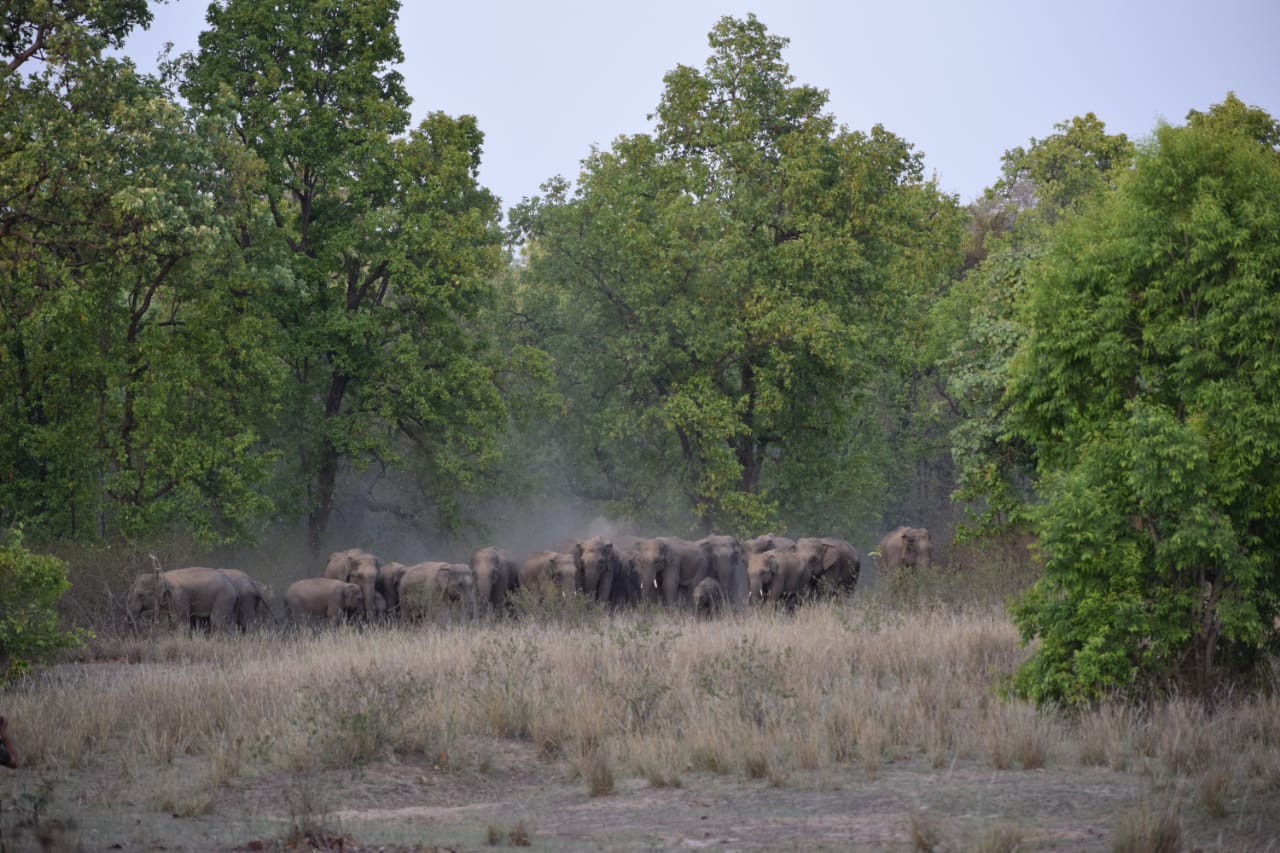Wild life institute of india research