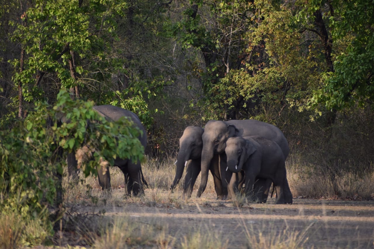 Bandhavgarh elephant research