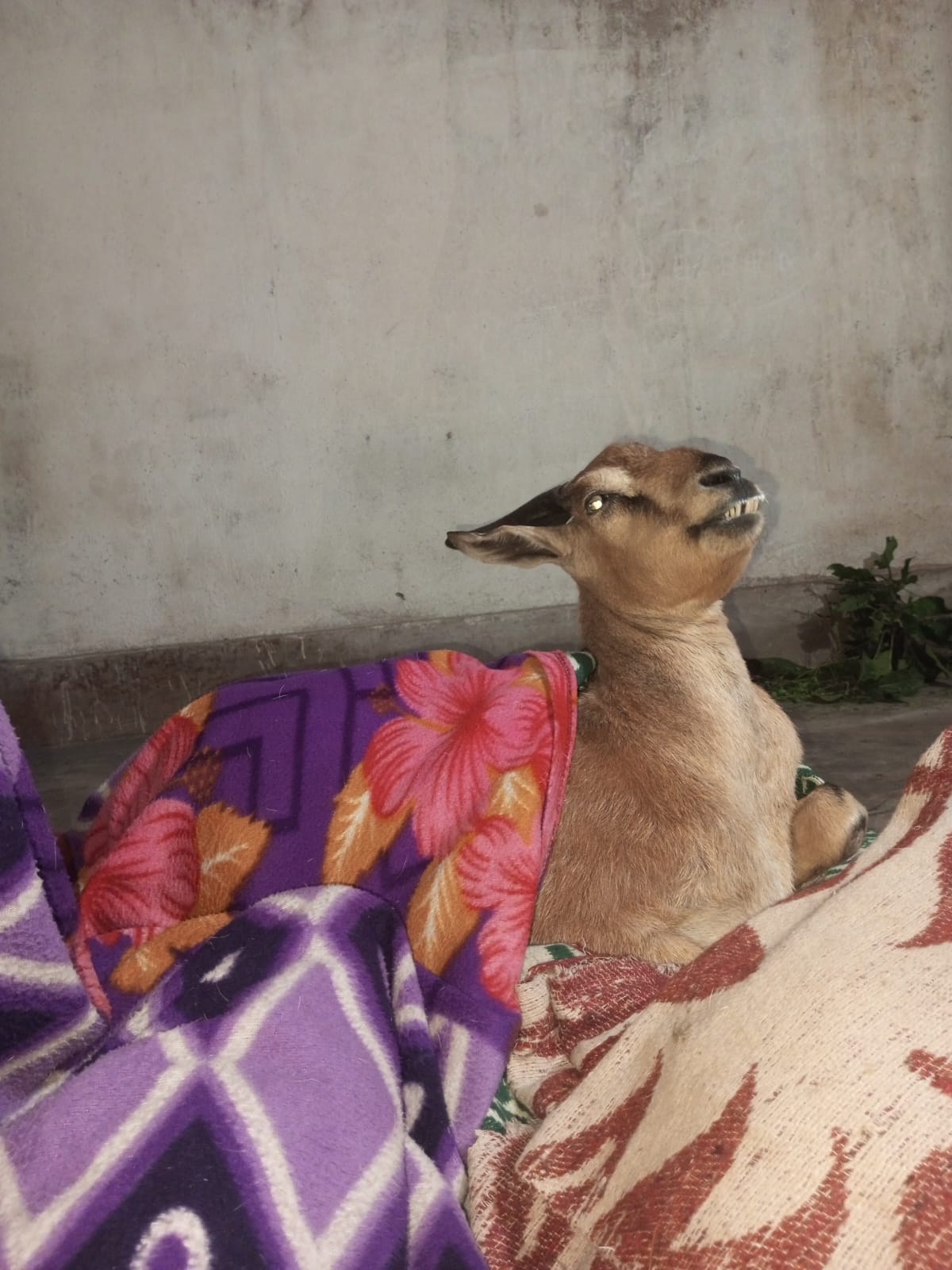 Abhiram's pet goat 'Kuwar'