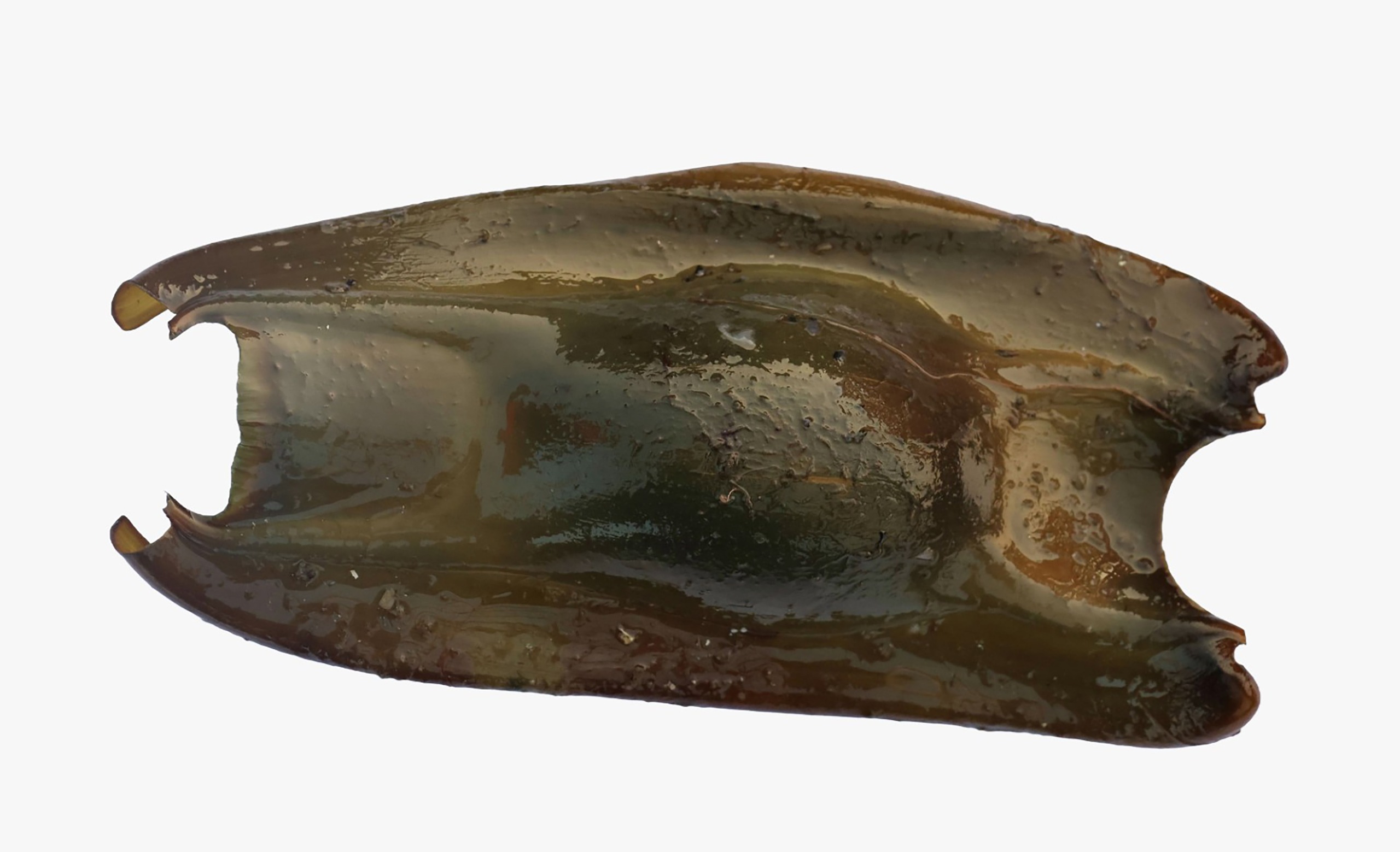 Scientists discover new sea creature