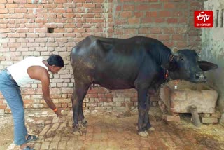 मवेशी के खुर पर दवा का छिड़काव करते पशुपालक.