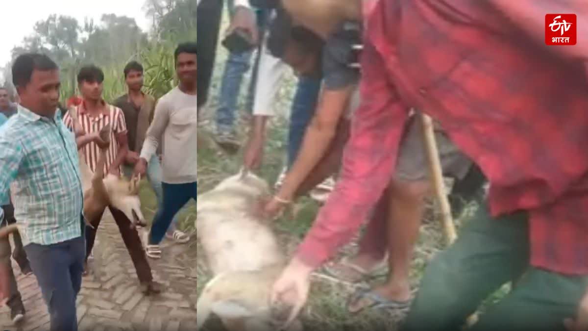 मारा गया आदमखोर भेड़िया.