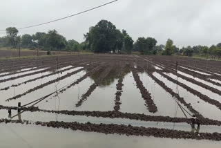 rainwater filled in the fields