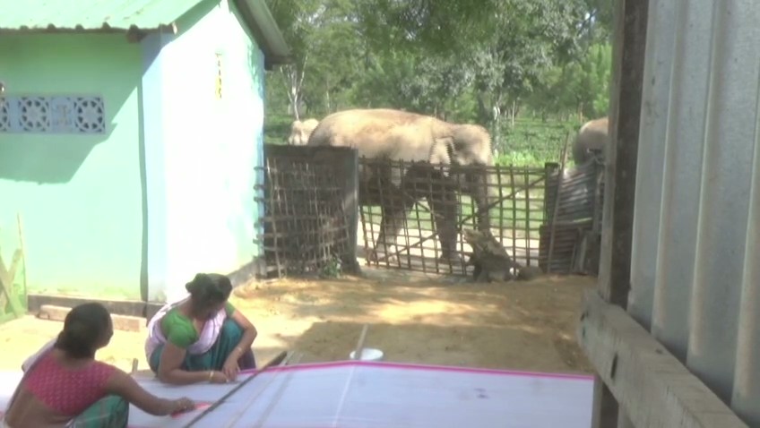 human-elephant coexistence