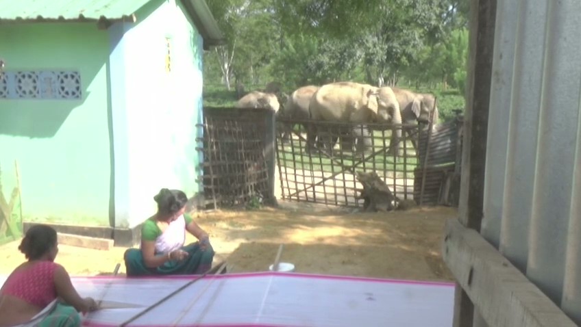 human-elephant coexistence