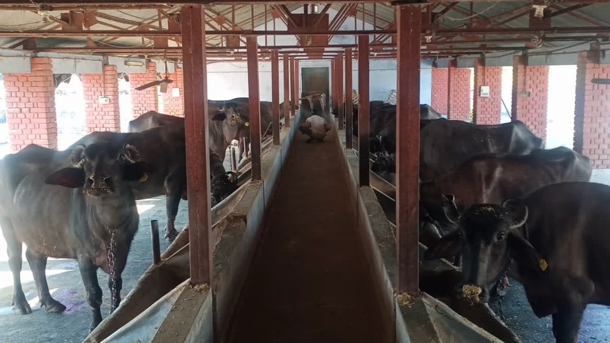 सर्दियों में ऐसे करें पशुओं की देखभाल