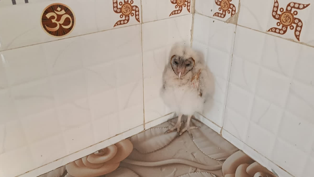 Villagers In Chhattisgarh Worship Barn Owl Mistaken For Mythical Garuda