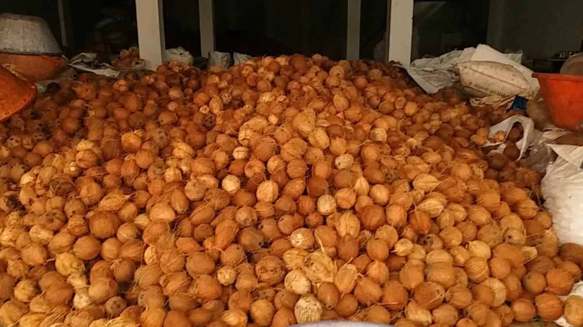 Raw coconut price today Coconut market trends 2026 Coconut oil price Kerala Agriculture news Kerala today