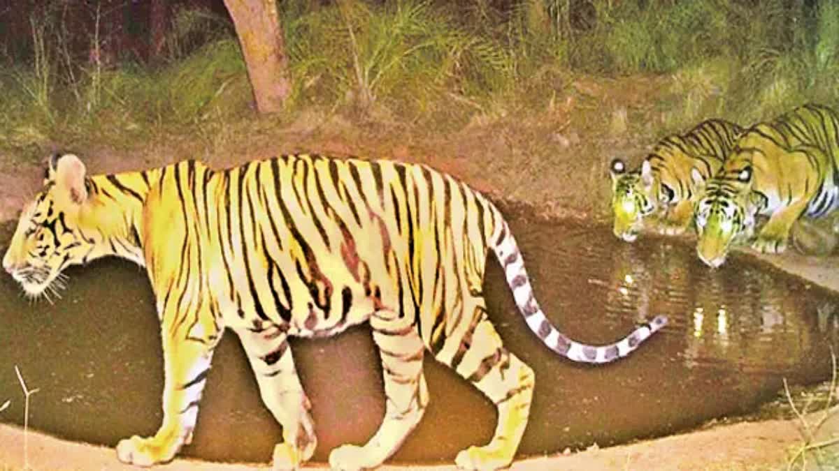 Tiger Census Third Phase Counting Begins in Nallamala Forest From Today