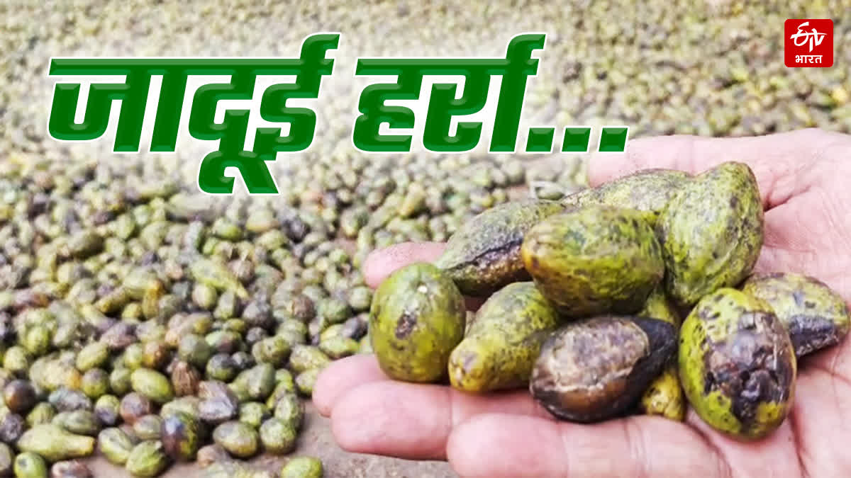 Wild Fruit Harra Benefits