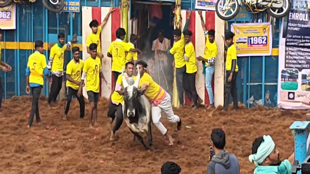 இந்த ஆண்டின் முதல் ஜல்லிக்கட்டு - புதுக்கோட்டையில் சீறிப்பாய்ந்த காளைகள்