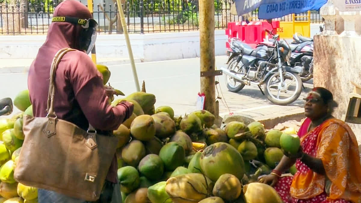 Coconut Price Drop In Kerala Leaves Farmers Wary After High Returns In 2025