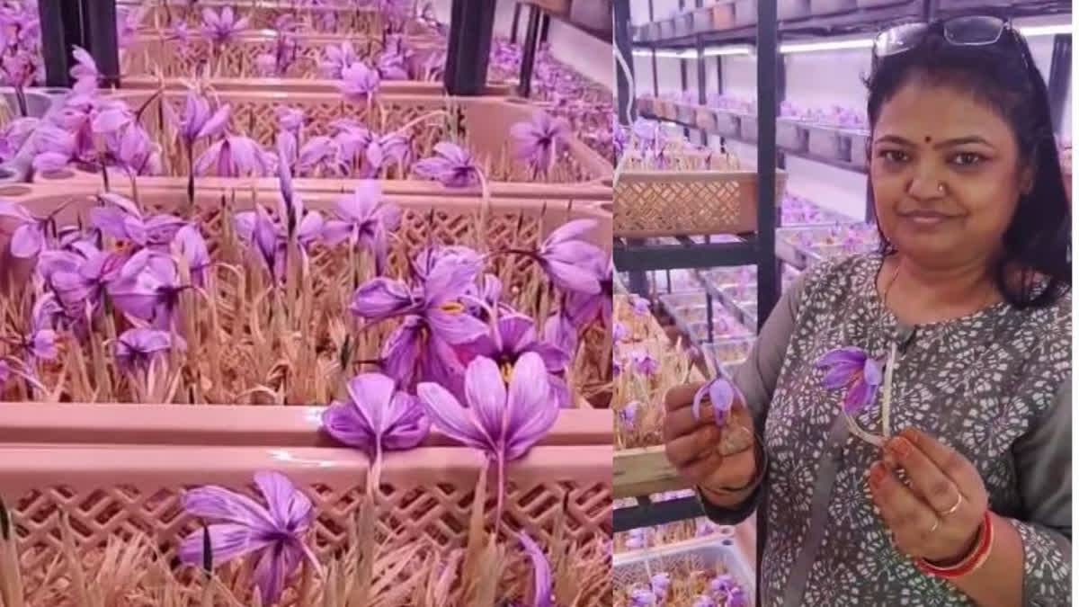 Sujata Agarwal Defied Climate Challenges To Harvest Kashmiri Saffron At Home And Reap Profits Sujata used air-conditioners in an enclosed room to create an environment in which saffron flowers bloomed